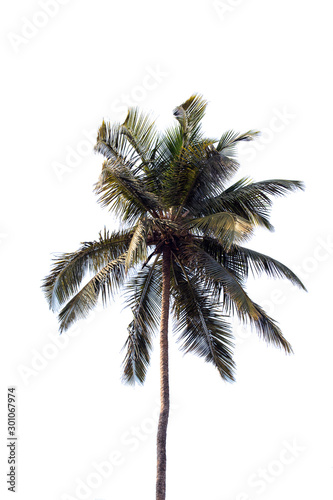 Green palm tree on blue sky background © salman2