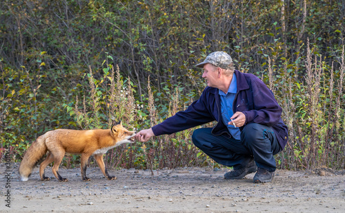 a man feeds a wild fox out of the woods on the road