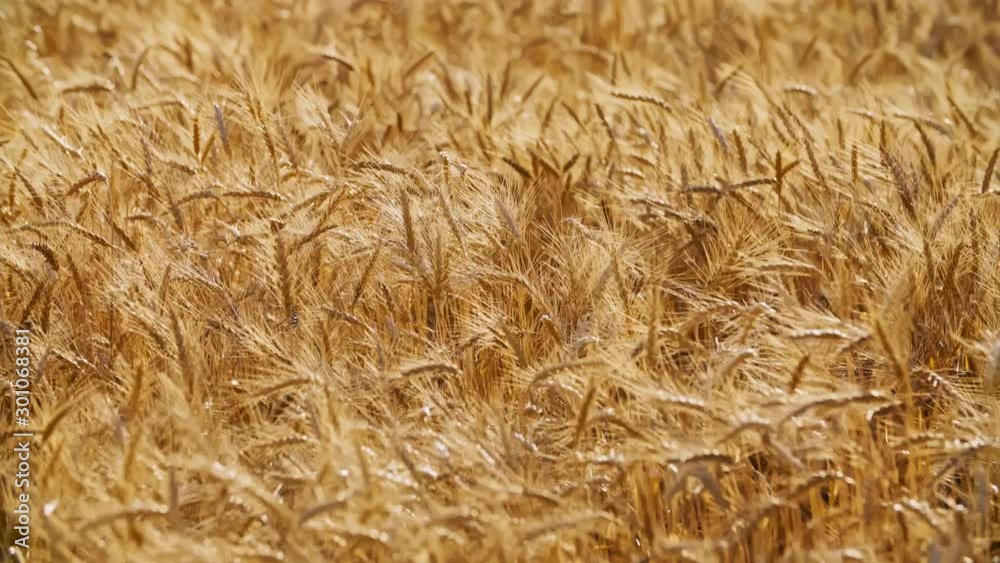 Grain Field. Beautiful Nature Sunset Landscape. 4k (UHD) Grain Field. Beautiful Nature Sunset Landscape. 4k (UHD)