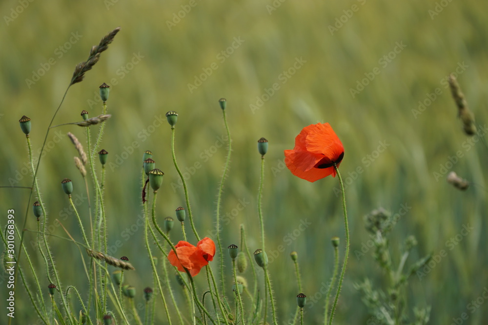 Fototapeta premium Mohn