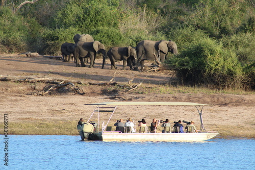 Elephants in Africa photo