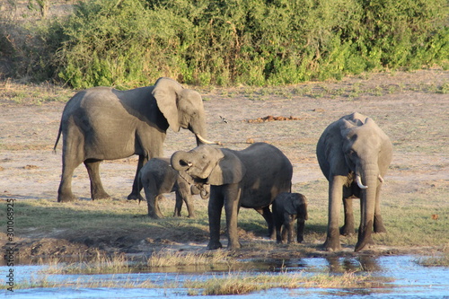 Elephants in Africa photo