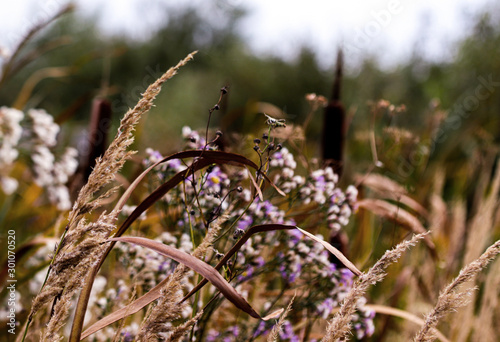 Bushgrass field grass,Typha Bulrush and Sea aster or Tripolium pannonicum. Beautiful little wild flowers movement under the wind, countryside swampy meadow. Fresh foliage background. photo