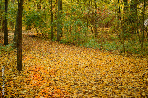 Beautiful autumn landscape with yellow trees and sun