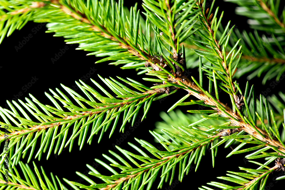 Naklejka premium Green needles on a Christmas tree branch