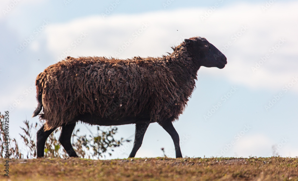 Obraz premium Sheep graze in the meadow