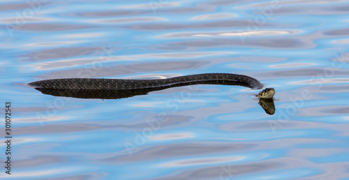 A snake swims in the expanse of water