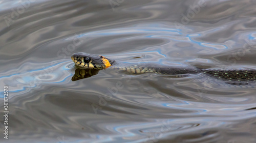 A snake swims in the expanse of water