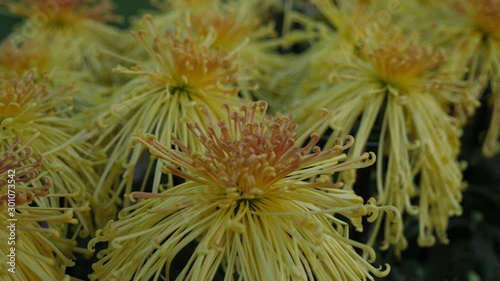 yellow flower