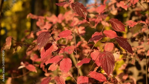 Autumn red leaves. Autumn is the time of year.