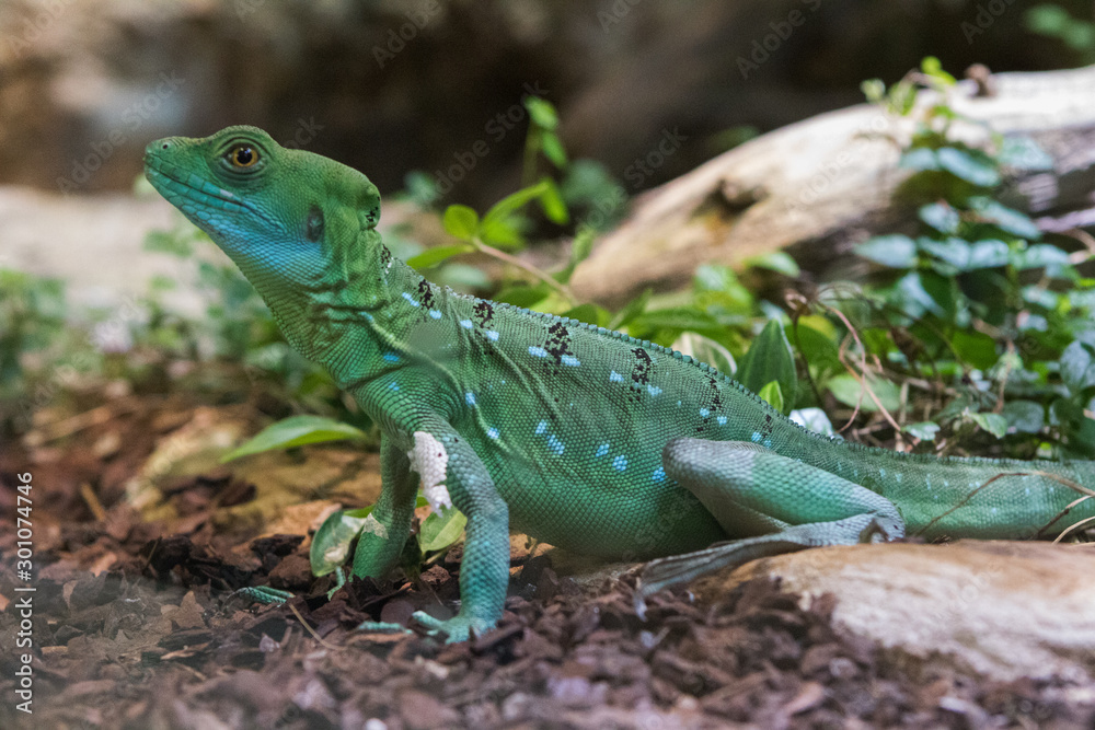 Reptile Reptile
