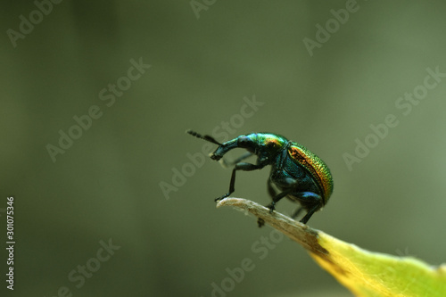 Byctiscus populi on a damaged leaf. Beauty in nature photo