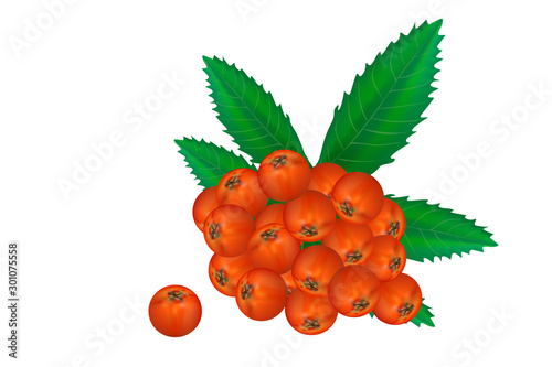 Rowan berries tree branch with green  leaves isolated  on white background. Mountain ash. Vector Illustration for packing design, print, advertisement, posters, decoration.objects, icons, elements. 