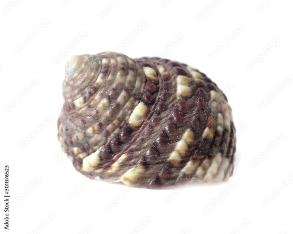 Sea shell isolated on a white background Sea shell isolated on a white background