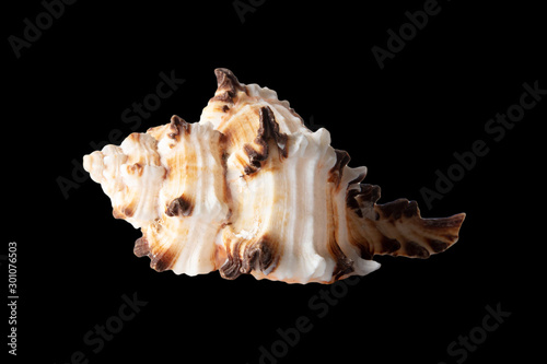 Sea shell isolated on a black background