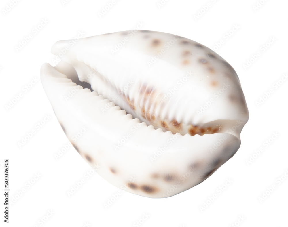 Sea shell isolated on a white background Sea shell isolated on a white background