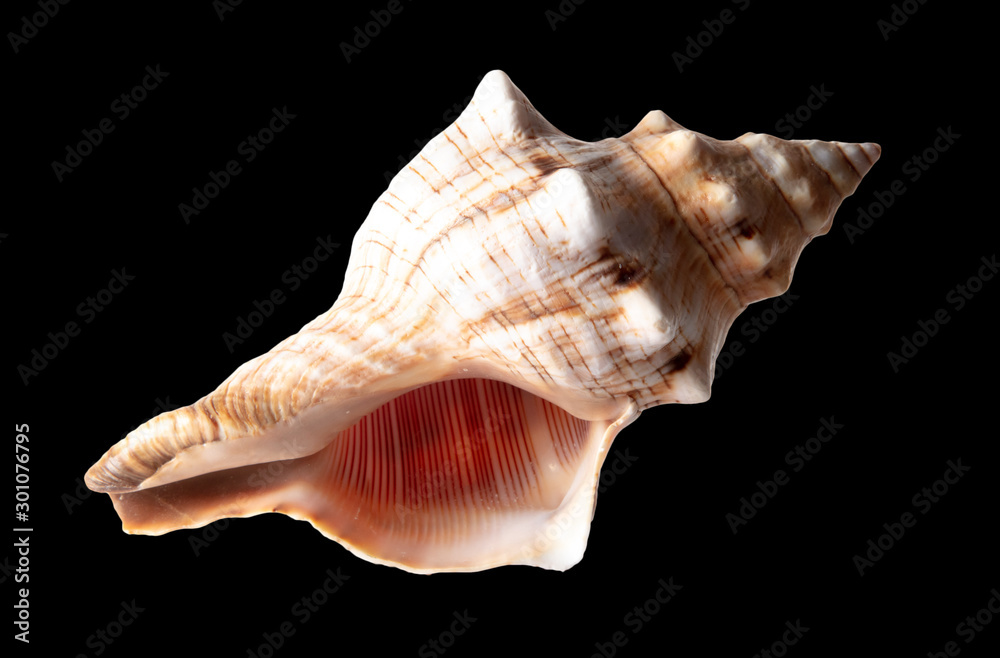 Sea shell isolated on a black background