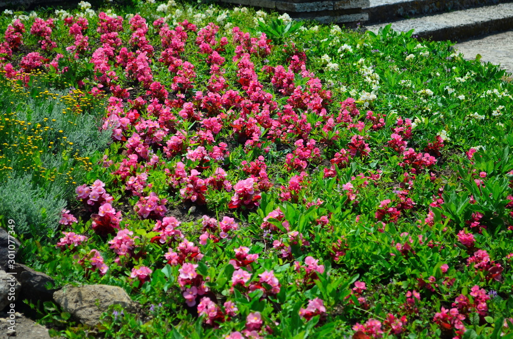 colorful flower bed in the summer park