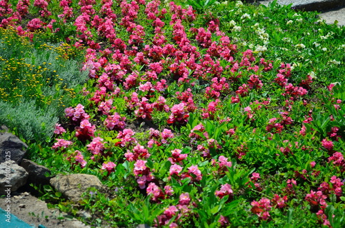 Fototapeta Naklejka Na Ścianę i Meble -  colorful flower bed in the summer park