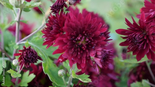 red flower