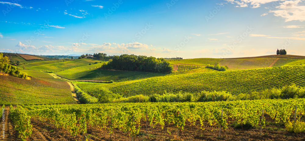 Chianti vineyards and panorama at sunset. Vinci, Tuscany, Italy