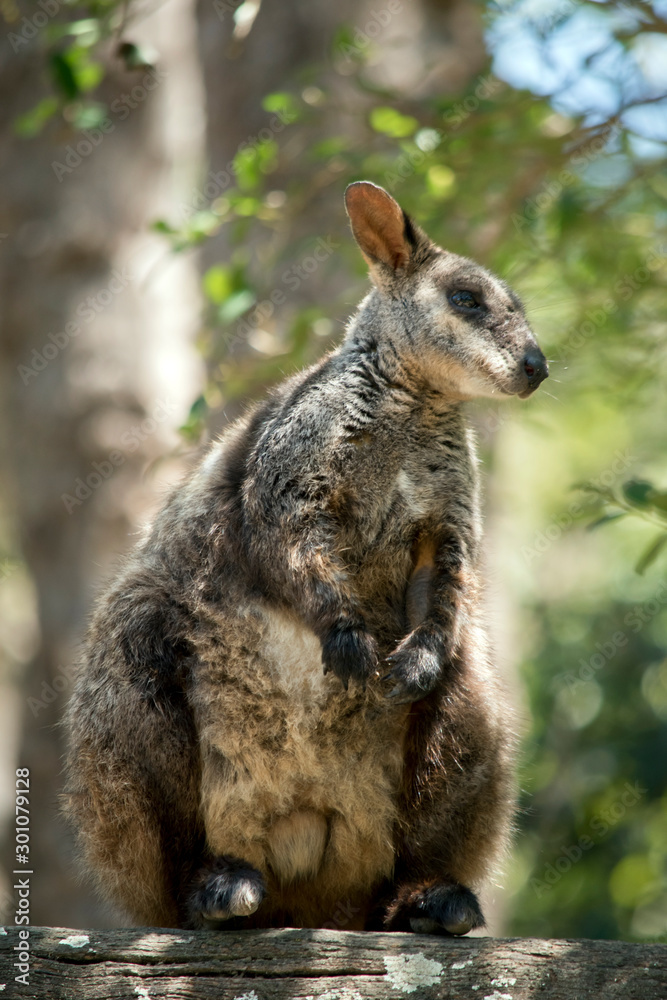 Fototapeta premium the brush tail wallaby is on a log