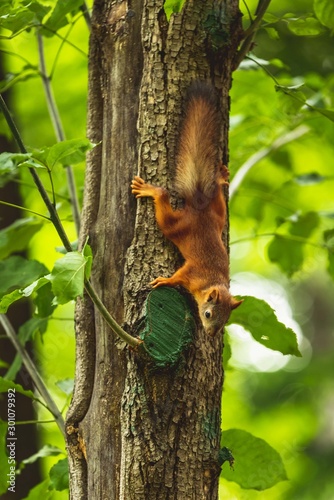 brown squirrel on tree © Vlad