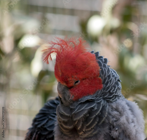 this is a close up of a male gang-gang parrot