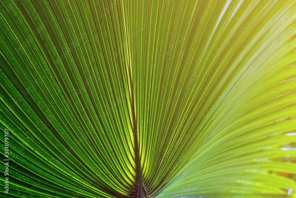 Close-up of decorative palm leaves, green background, pattern.
