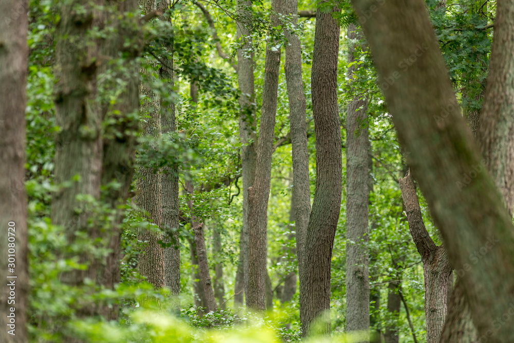 Fototapeta premium German Moor forest landscape with fern, grass and deciduous trees in summer