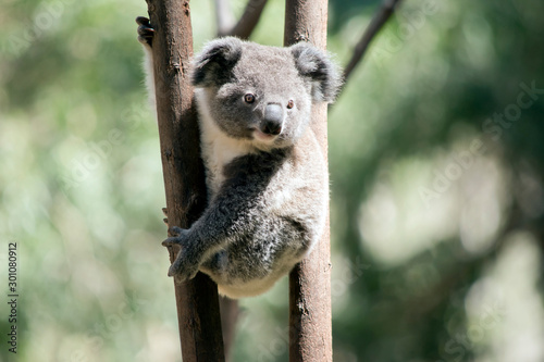 Fototapeta Naklejka Na Ścianę i Meble -  the young koala is climbing a tree