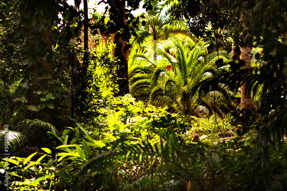 Fototapeta premium green leaves in a jungle setting