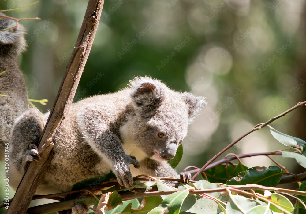 Fototapeta premium the joey koala is reaching out for gum leaves
