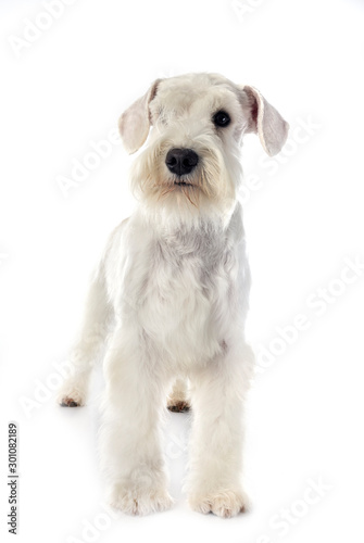 miniature schnauzer in studio