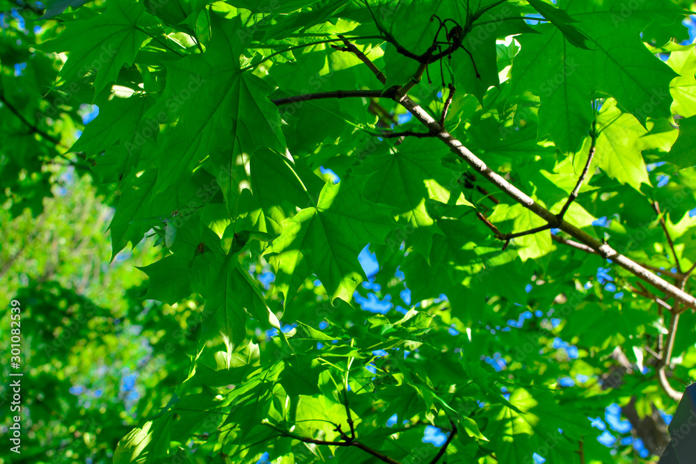 Green maple leaves on a tree. Abstract, natural background. A lot of green leaves. Green maple leaves on a tree. Abstract, natural background. A lot of green leaves.