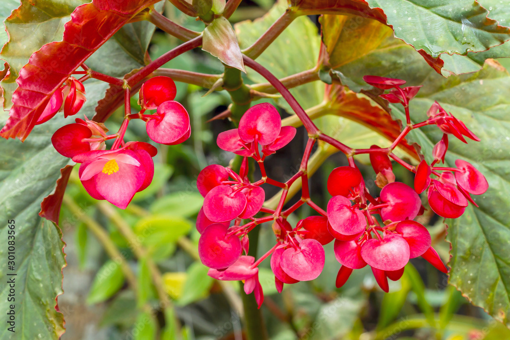 Begonia lucernae beautiful flower blooming in flower garden Begonia lucernae beautiful flower blooming in flower garden