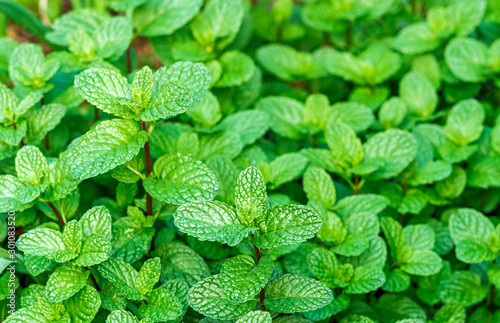 Canvas Print Close up view of fresh green paper mint plant growing in the vegetable garden