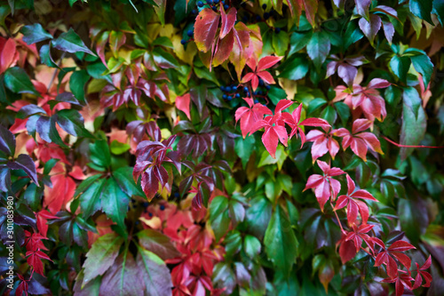 woodbine in autumn photo