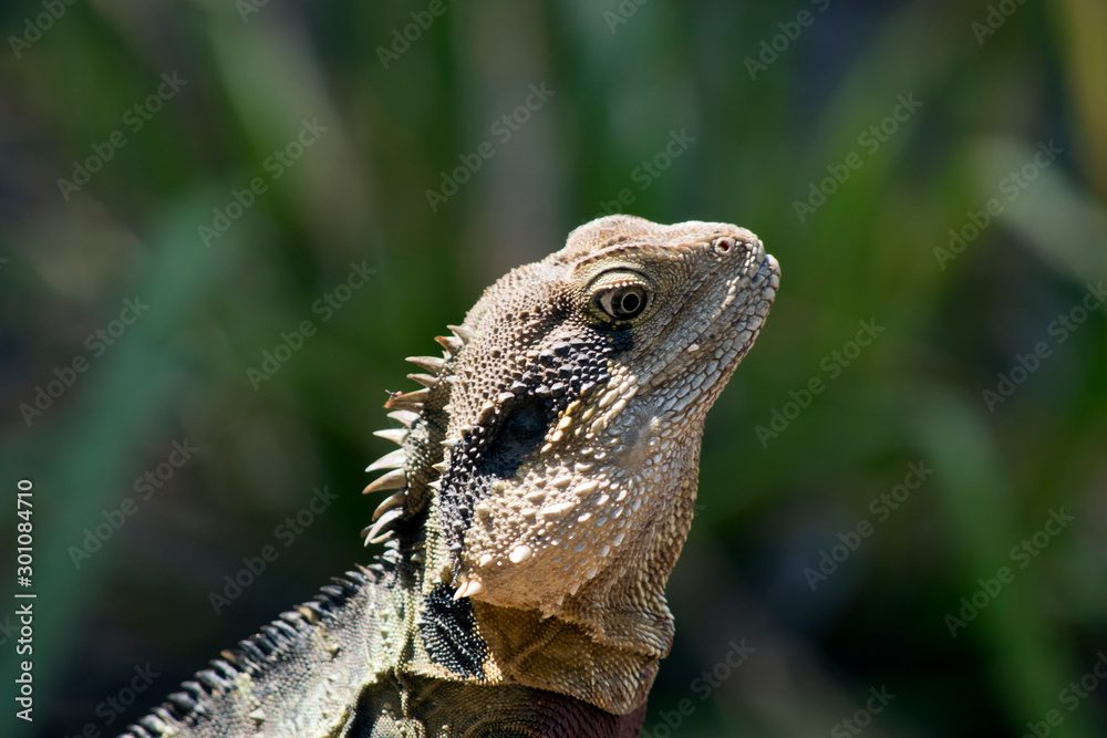 Obraz premium this is a side view of a water dragon