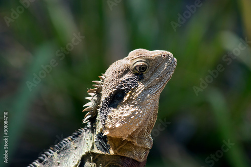 this is a side view of a water dragon photo
