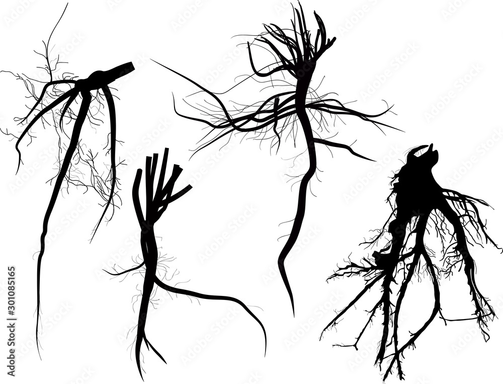 Fototapeta set of four black roots isolated on white