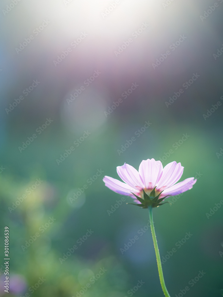 Cosmos Cosmos