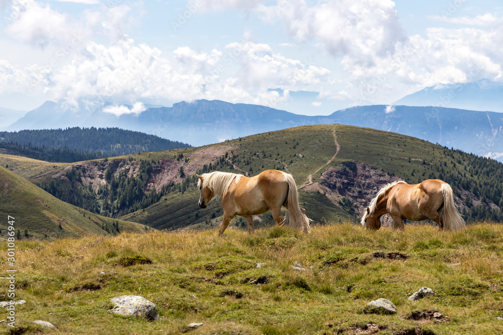 Frei laufende Pferde in den Alpen