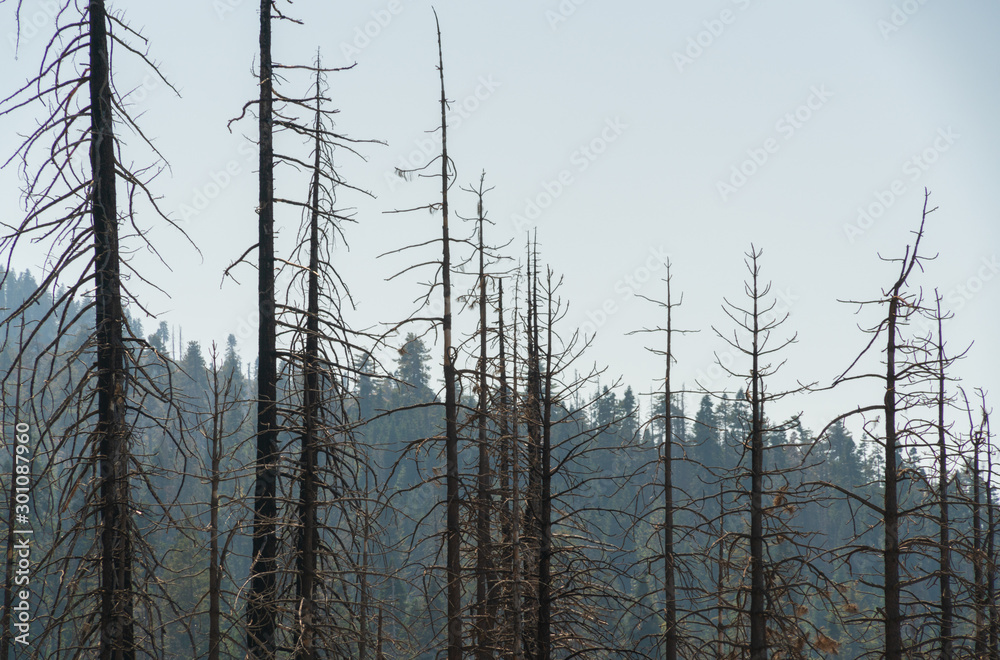 Fire Damaged Forest at Giant Sequoia National Monument