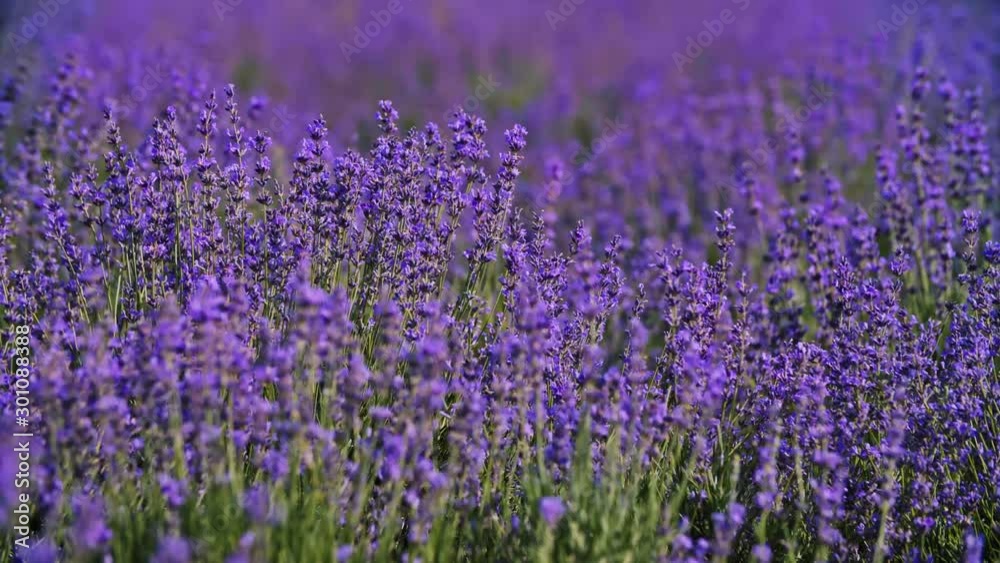 Lavender field. Blooming Violet fragrant lavender flowers. Growing Lavender swaying on wind over sunset sky, harvest. 4K UHD video 3840x2160 Lavender field. Blooming Violet fragrant lavender flowers. Growing Lavender swaying on wind over sunset sky, harvest. 4K UHD video 3840x2160