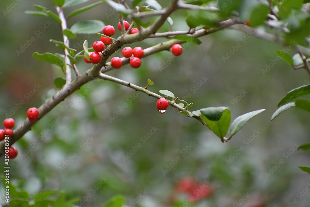 rain drop on a red berry