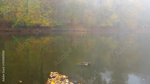 The quiet of the lake on a foggy autumn day