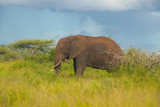 elephant in South Africa