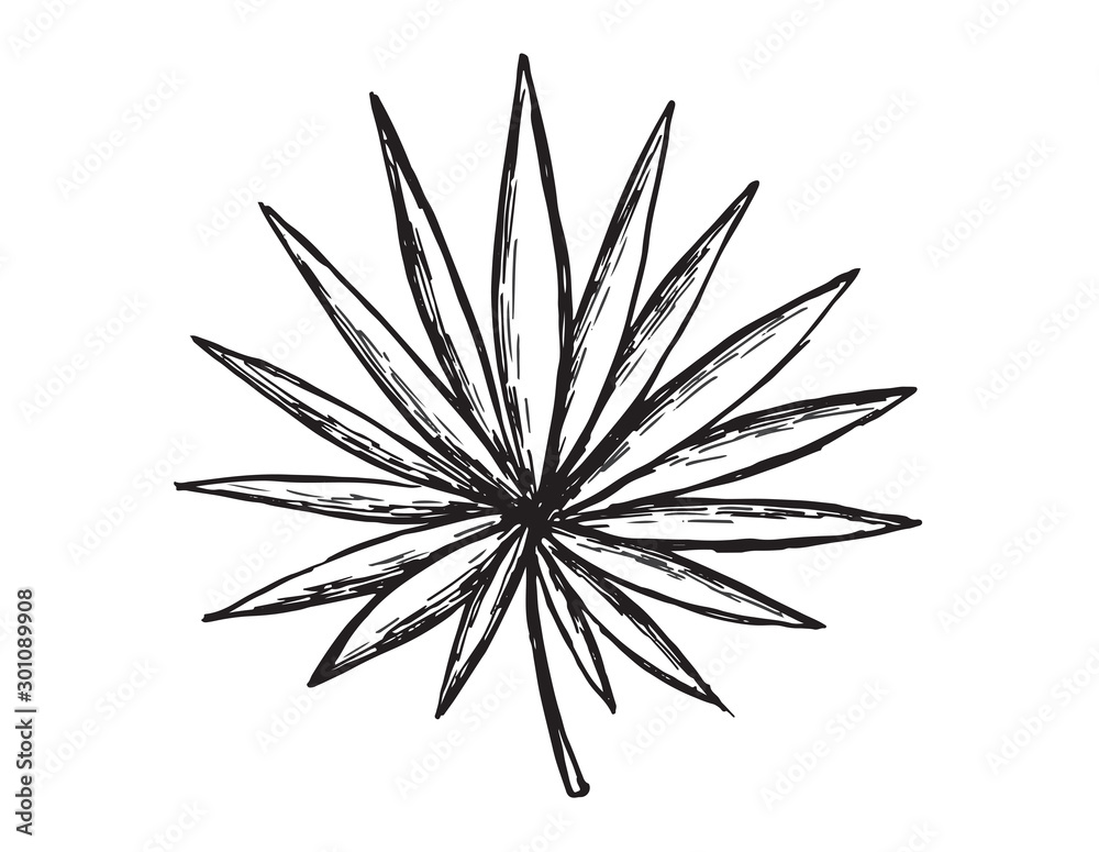 Naklejka premium Tropical palm hand drawn illustration