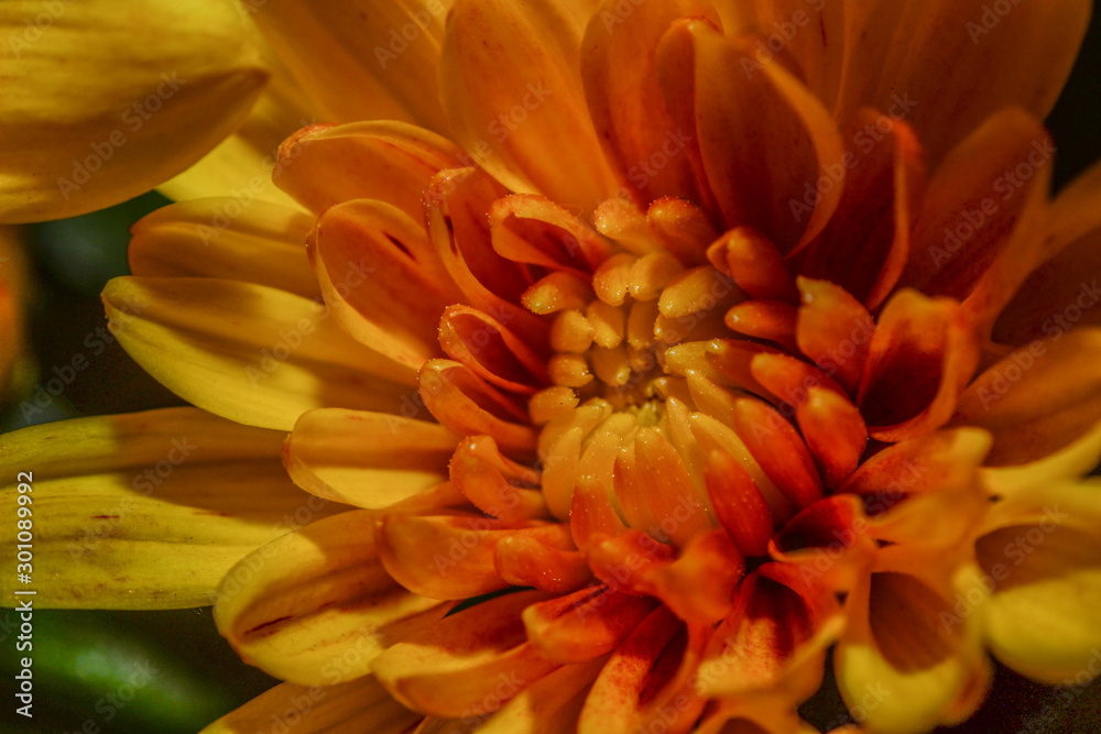 close up of orange gerbera flower close up of orange gerbera flower